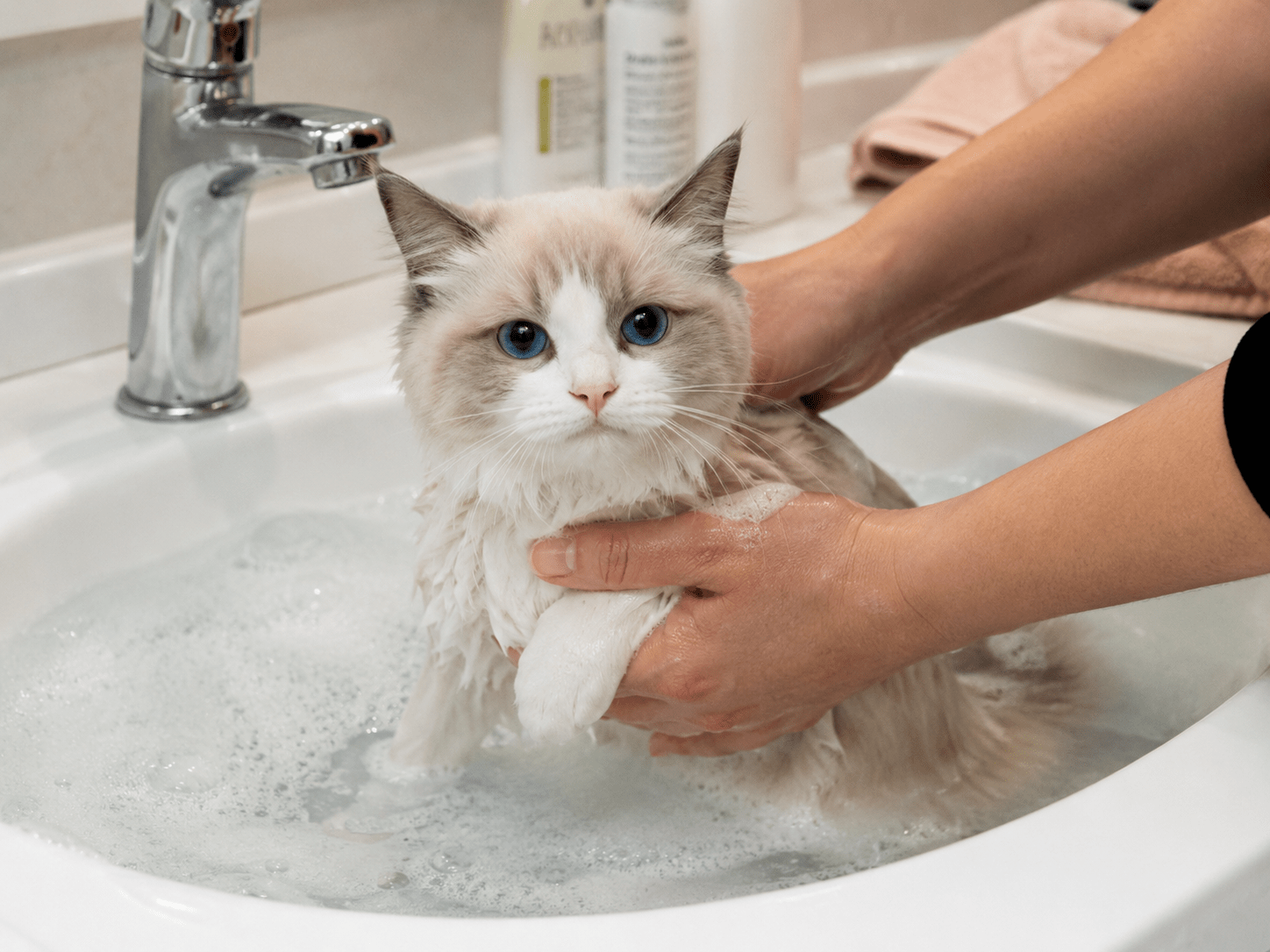 Ragdoll kitten bath getting