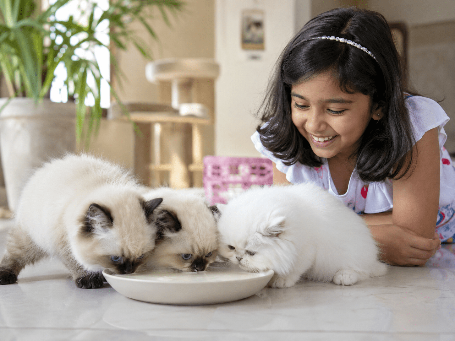 Two Ragdoll kittens and a white Persian kitten drinking milk while a smiling child watches them in a cozy home.