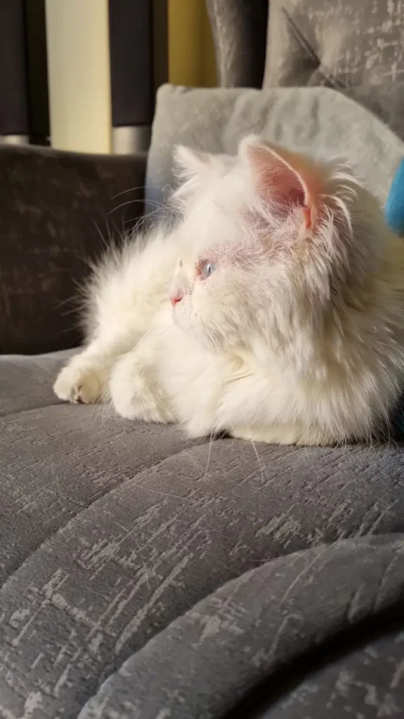 About Us | CT Ragdoll and Persian Kittens "Fluffy white doll-face Persian kitten with light blue eyes sitting outdoors, purebred Persian kitten for sale serving families in Connecticut and Massachusetts.