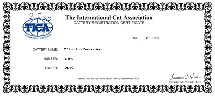 CT Ragdoll and Persian kittens TICA certificate ( CT Ragdoll and Persian kittens TICA certificate