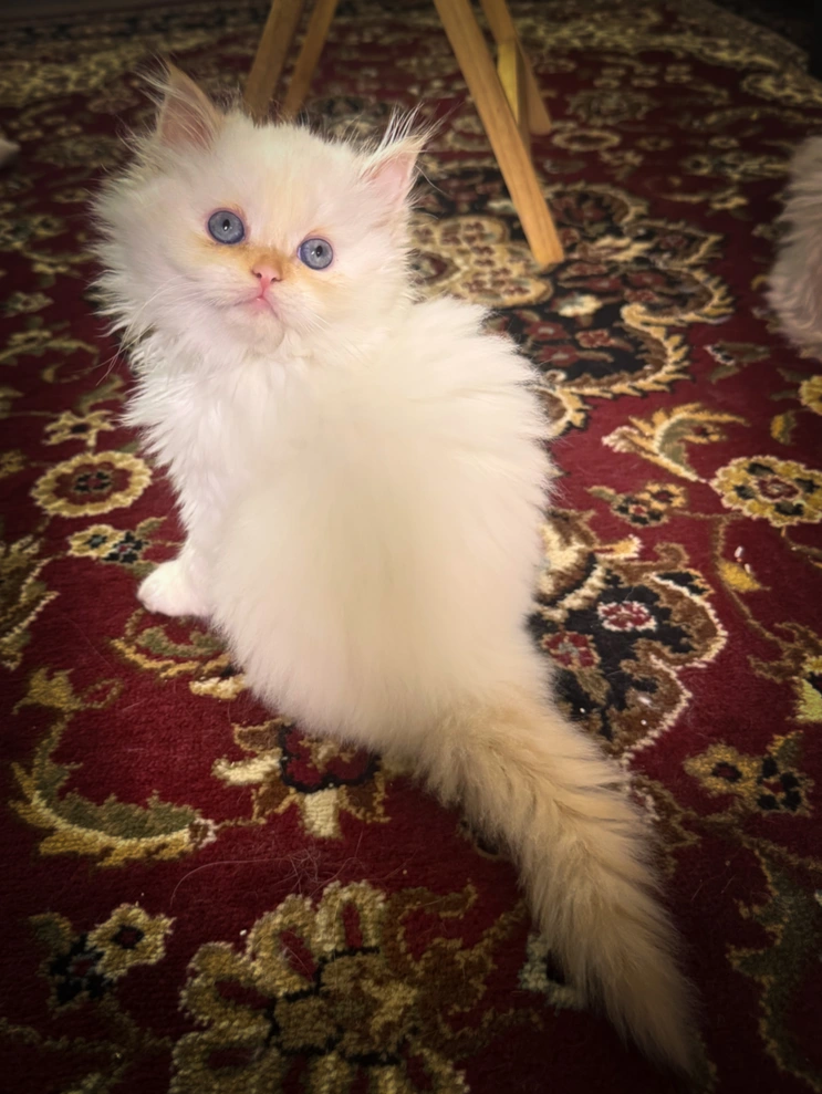A white fluffy Persian kitten for sale with blue eyes priced at $1,500.