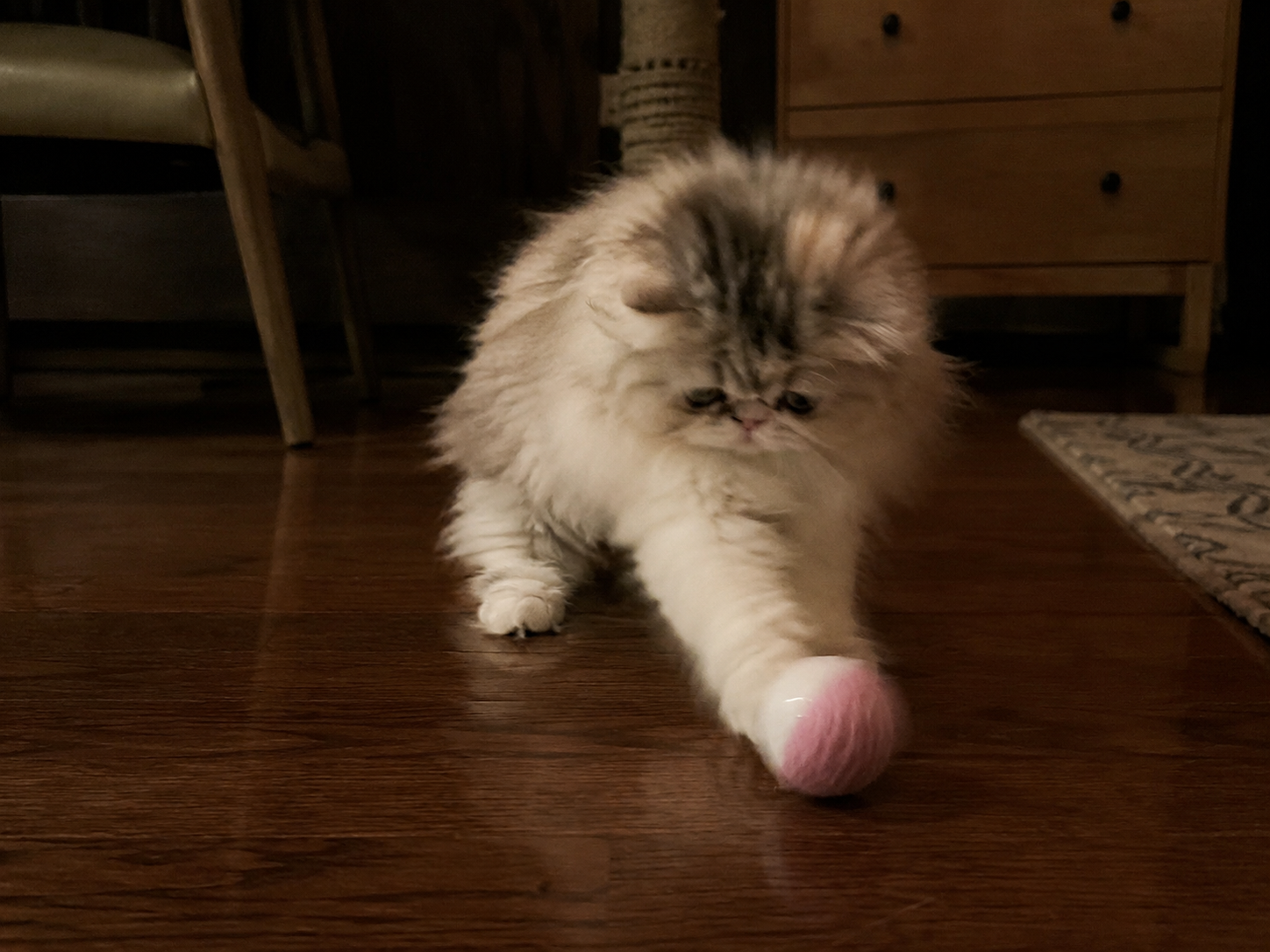 Lynx blue-eyed Persian kitten playing with a ball