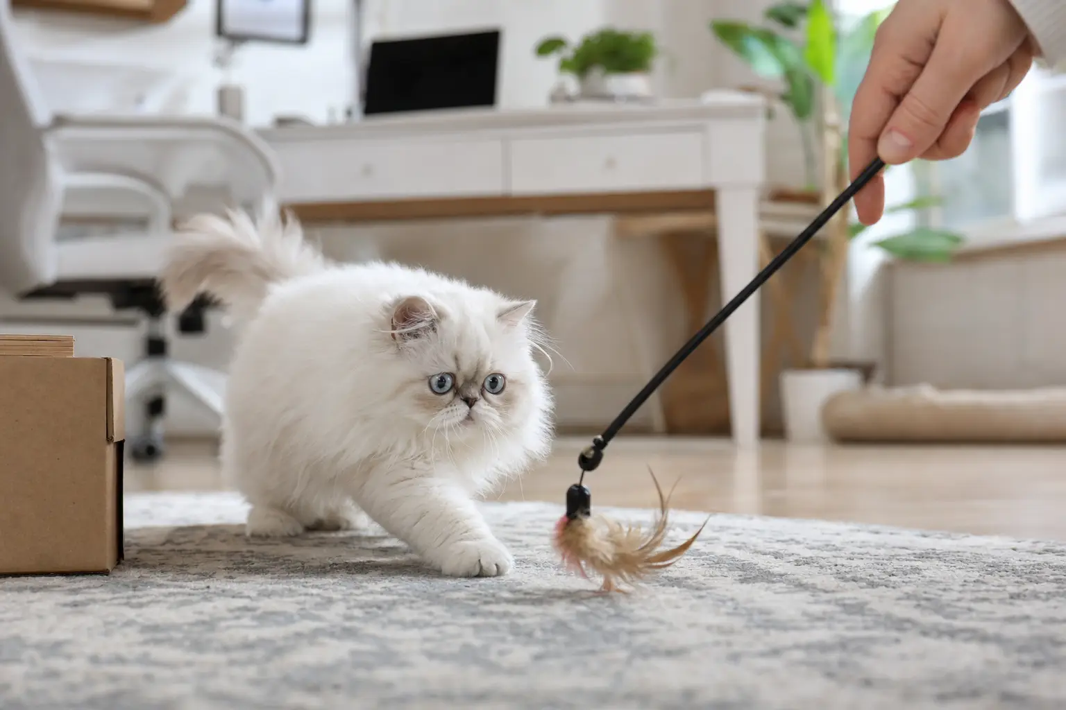 White Persian kitten with blue eyes playing safely with a supervised wand toy