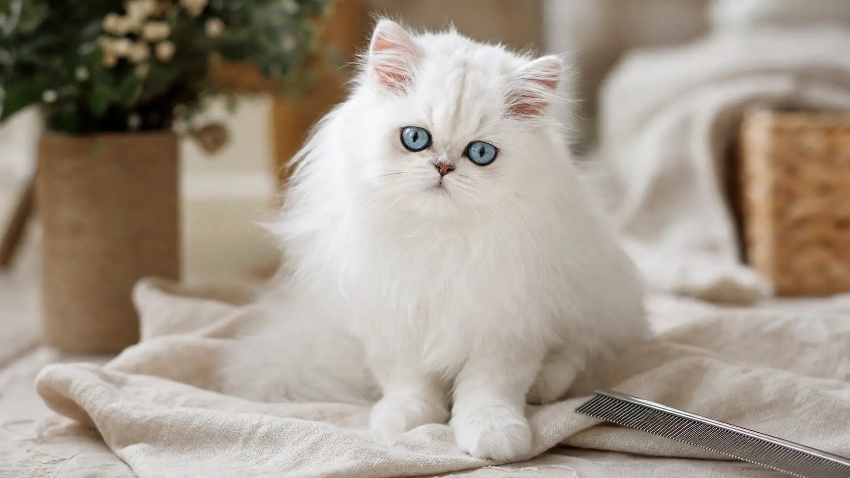 White Persian kitten with blue eyes and a neatly brushed chest ruff in soft natural light