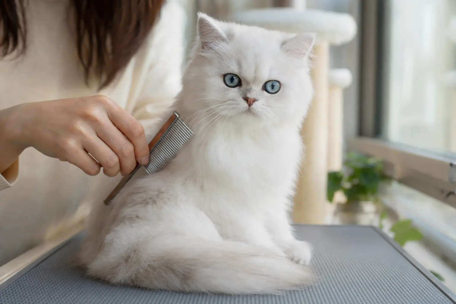 White Persian kitten with blue eyes and a relaxed tail during gentle grooming