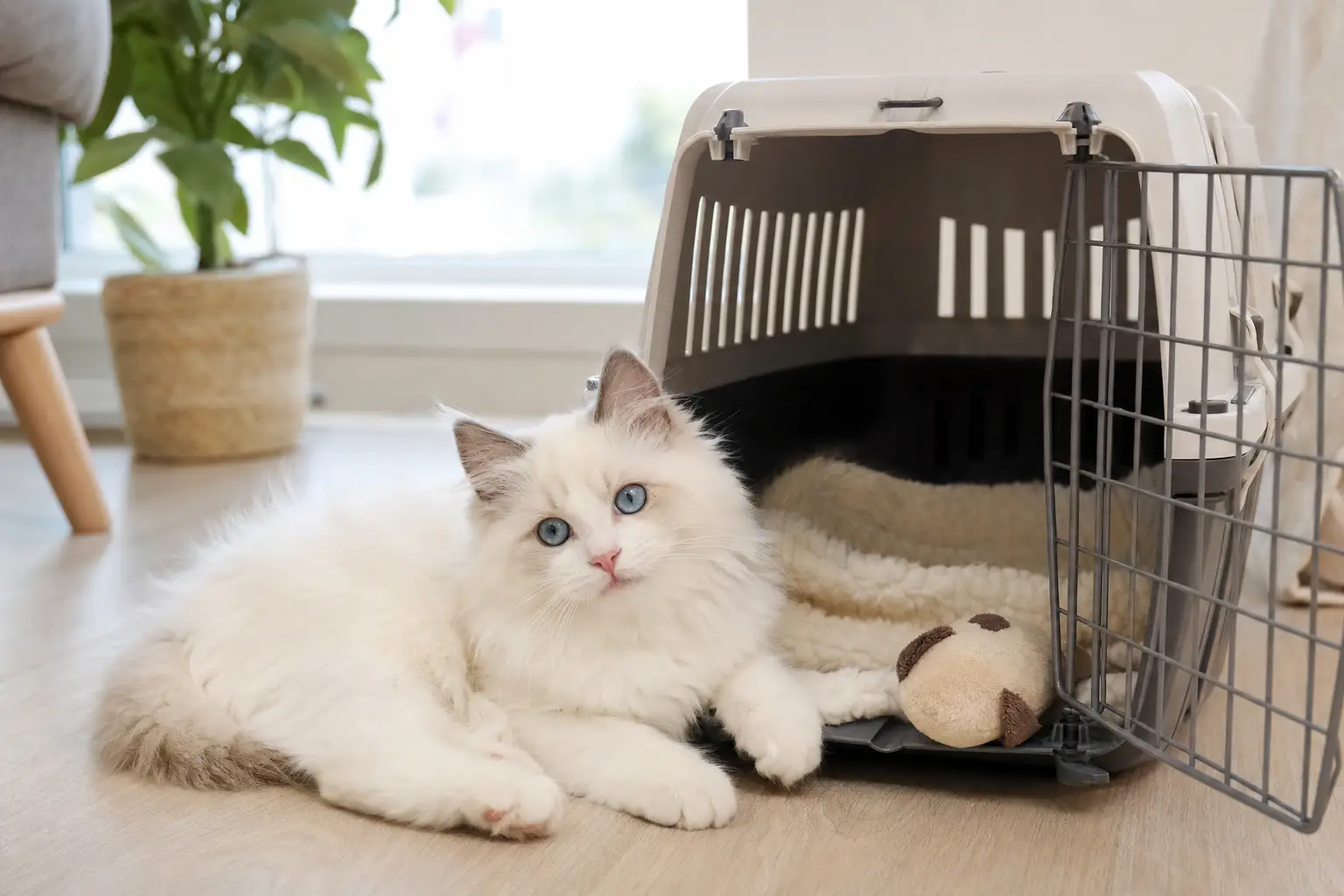 Blue-eyed white Ragdoll kitten resting in an open carrier den with a soft travel companion