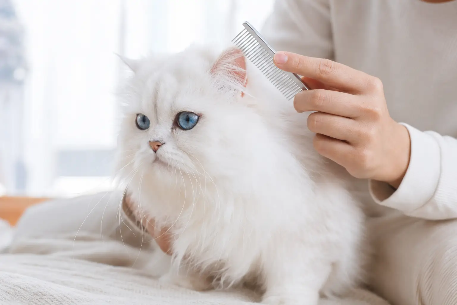 White Persian kitten with blue eyes being gently combed behind one ear