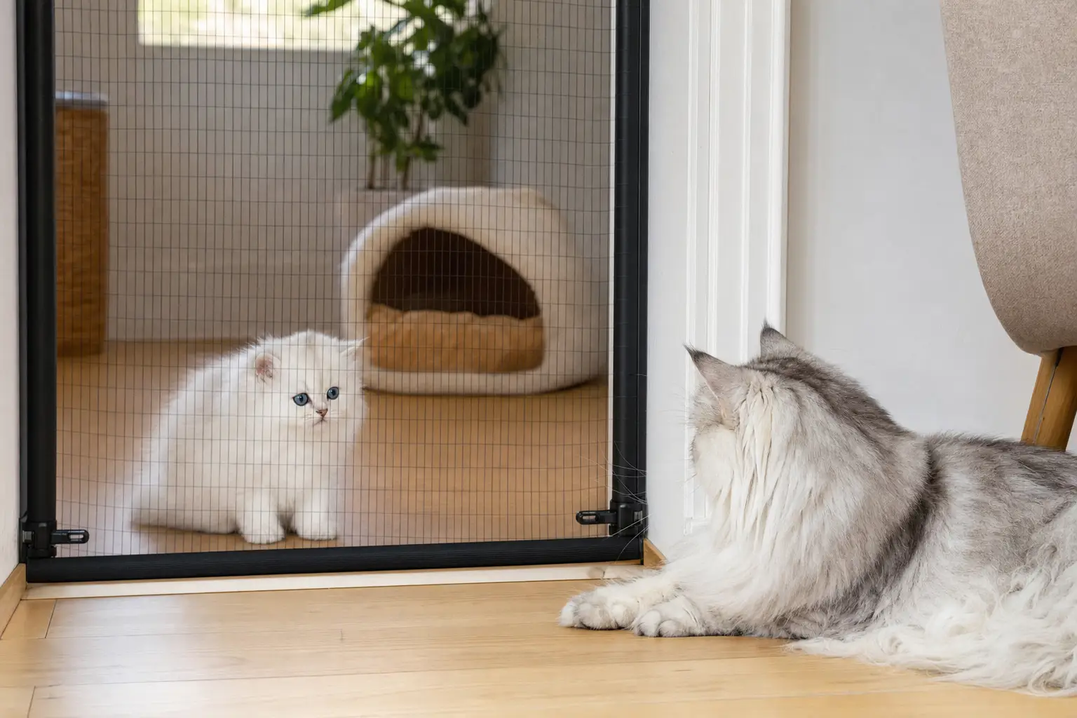 White Persian kitten with blue eyes meeting a resident cat through a secure doorway barrier
